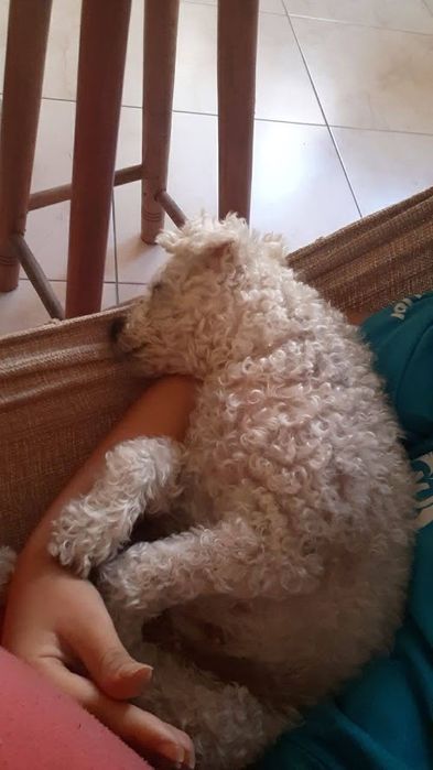 Pet Sitting/Walking; Creche e Estadia Familiar para cães/gatos Lisboa