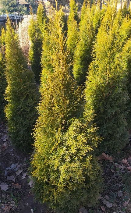 Thuja Thuje Szmaragd Żywotnik Tuja Bonsai Spirala Cyprys Boulevard