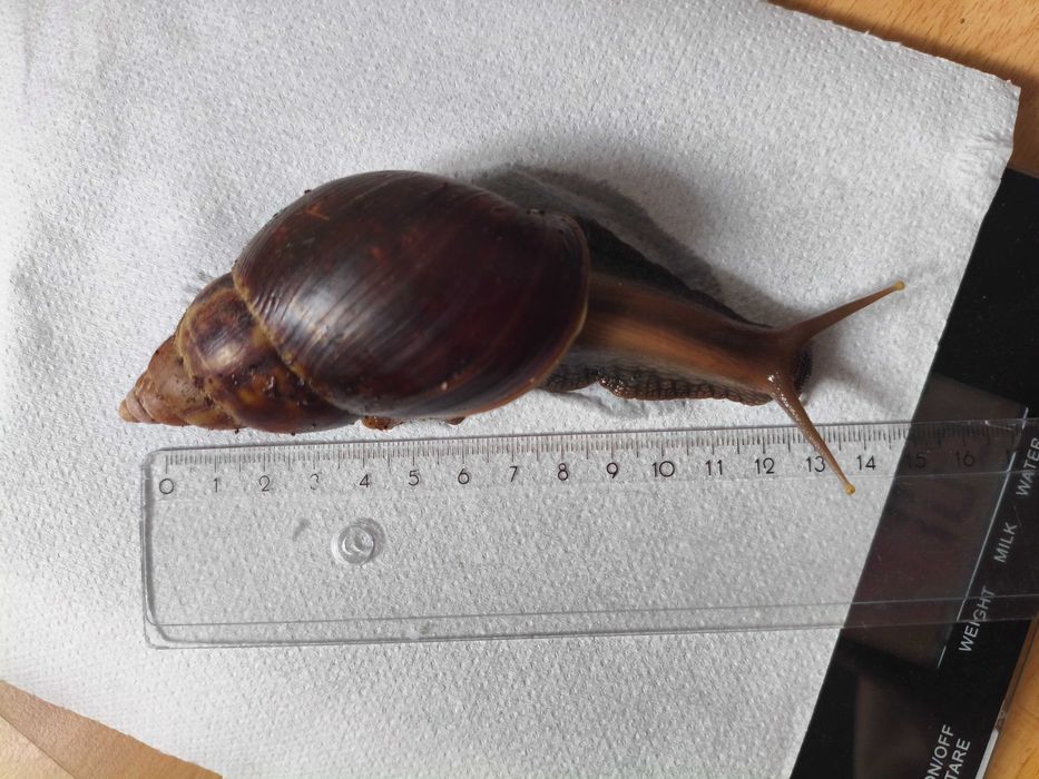 Ślimak afrykański Lissachatina (Achatina) fulica