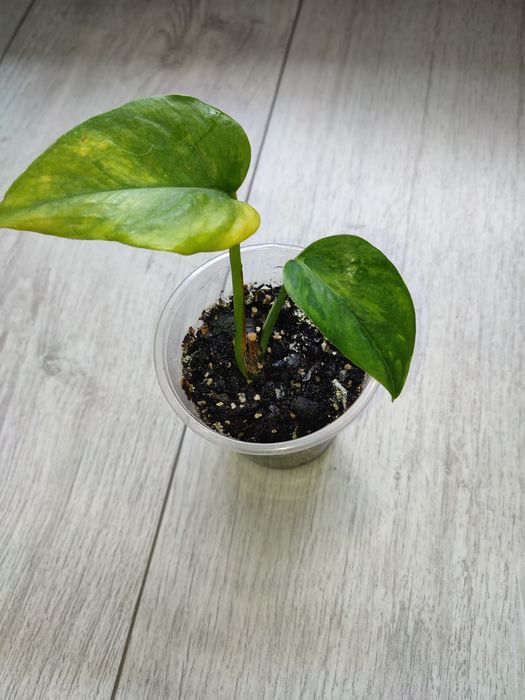 Эпипремнум Марбл грин