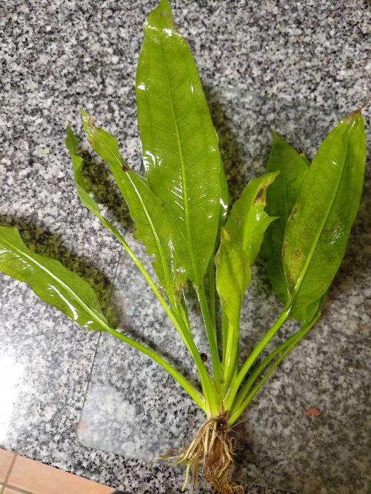 Planta echinodorus para aquário