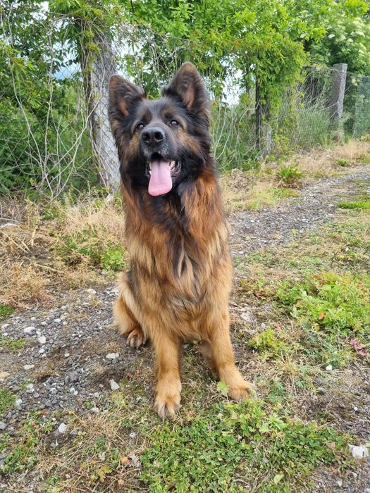 Owczarek Niemiecki Długowłosy SZCZENIAKI  - WIOSNA 2026 REZERWACJA