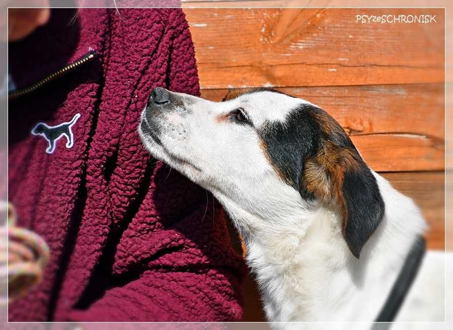 Delikatna Kaja szuka domu
