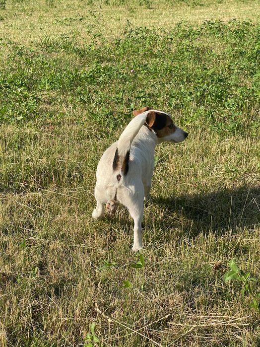 Jack Russell Terrier ZKwP FCI suczka