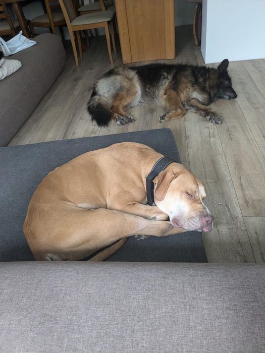 Corso-piękny pies czeka na stabilnego i silnego przewodnika -adopcja