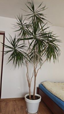 Dracena duży kwiatek