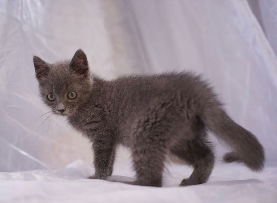 Сіренька киця 5 місяців шукає люблячу сімю