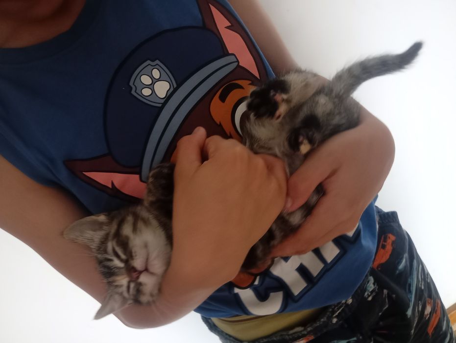 Gatinhos bebés para adoção