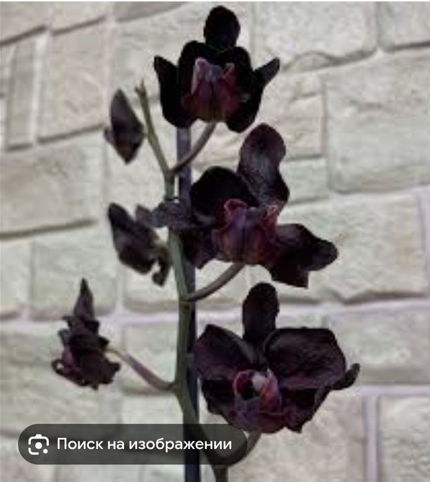 Орхидеи отцветашки сортовые