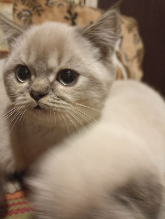 Скоттіш страйт киці