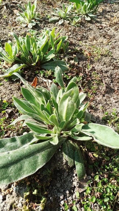 Firletka purpurowa 10