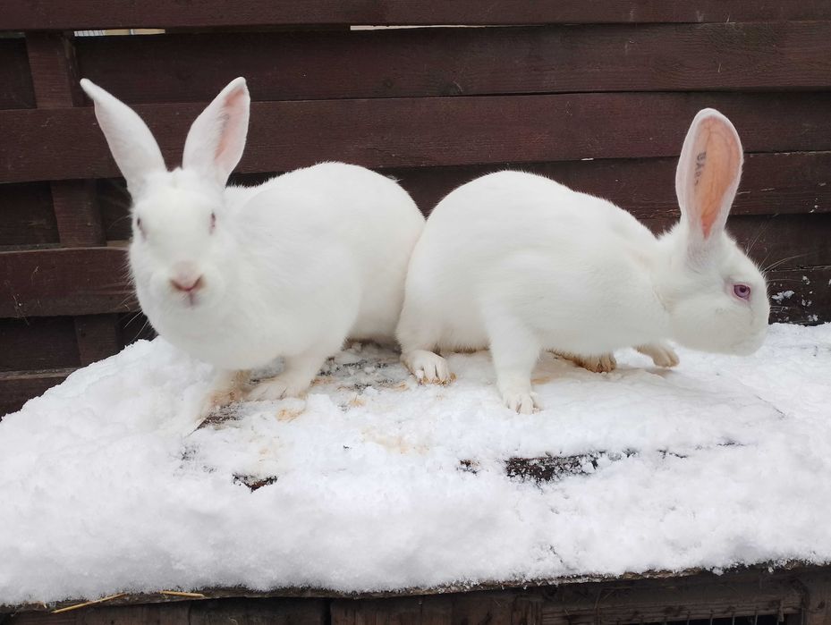 продається бельгійські кролики