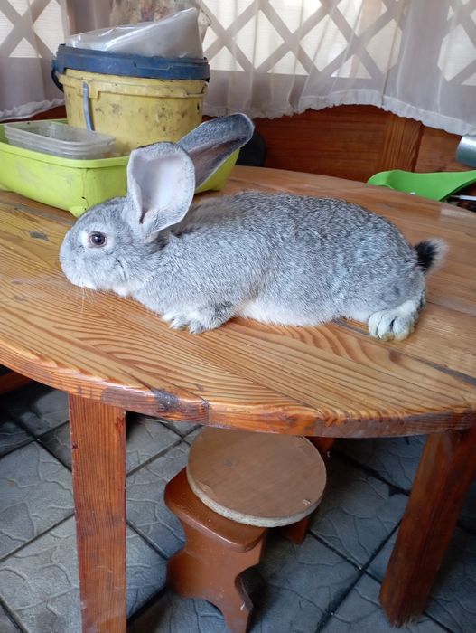 Продаються кролики породи Європейська Шеншила