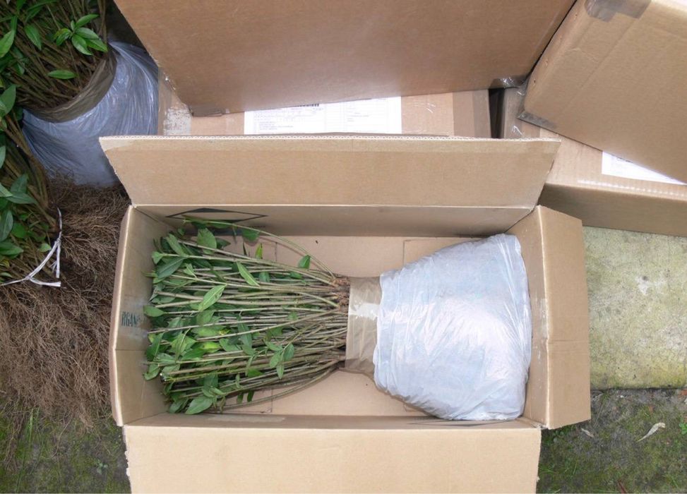 PROMOCJA!!  LIGUSTR POSPOLITY ZIMOZIELONY (Ligustrum vulgare)  - sadzonki gruntowe 30-50cm - IDEALNY NA ŻYWOPŁOT