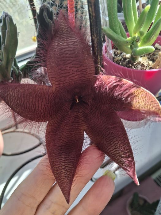 Стапелия Грандифлора крупноцветковая.