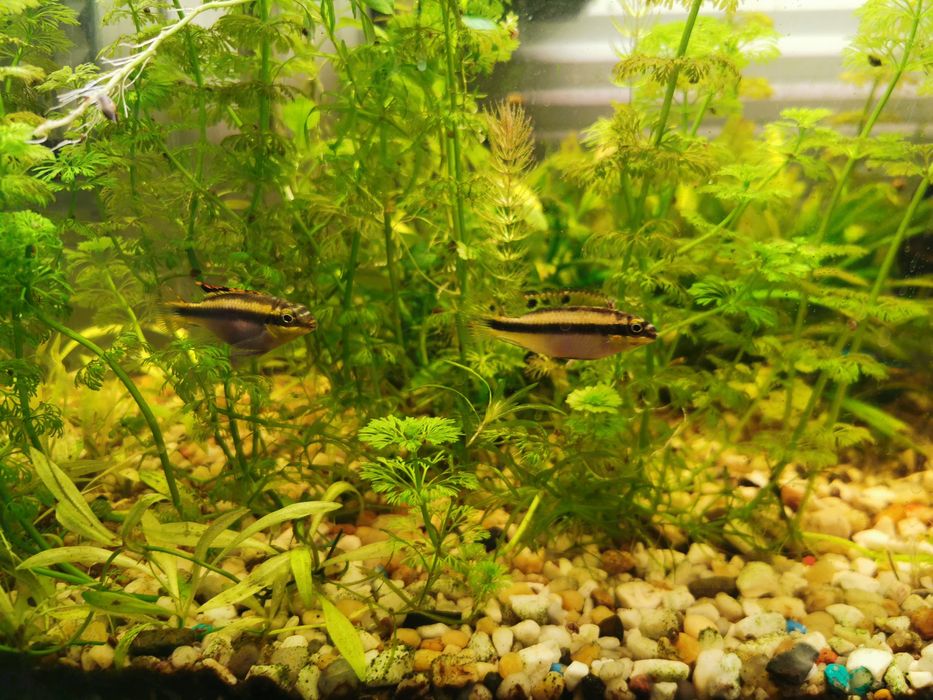 Oddam/zamienię Barwniak Czerwonobrzuchy