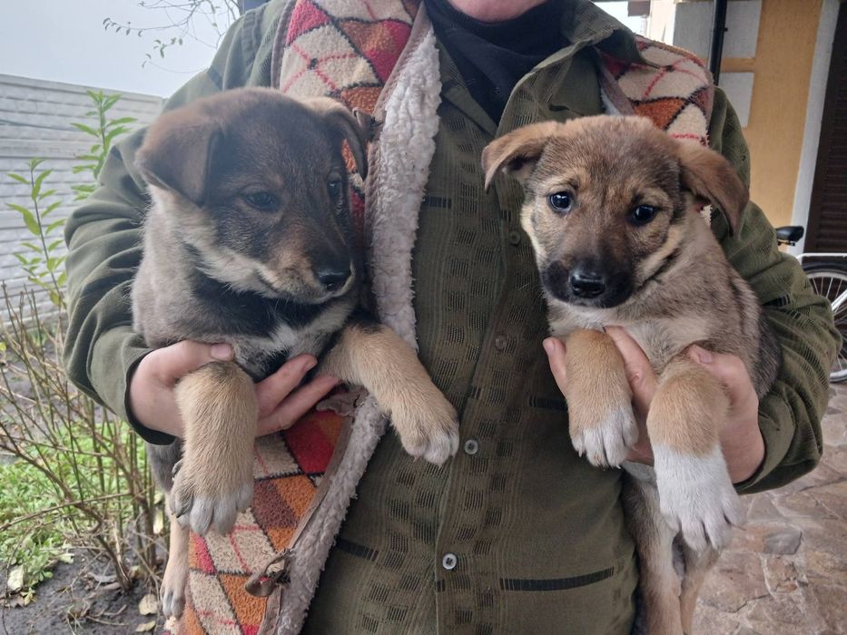 Цуценята в пошуках родини