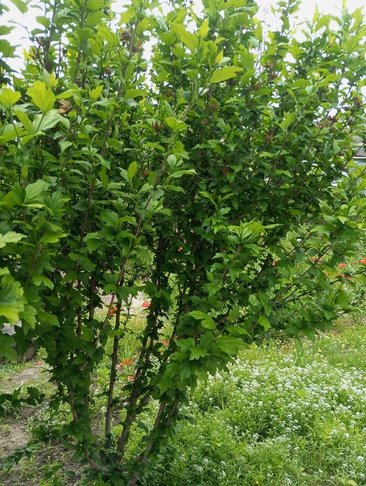 Продам саженцы гибискуса.,2 вида.
