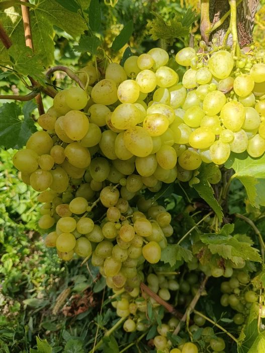 Winogrona  czerwone i białe