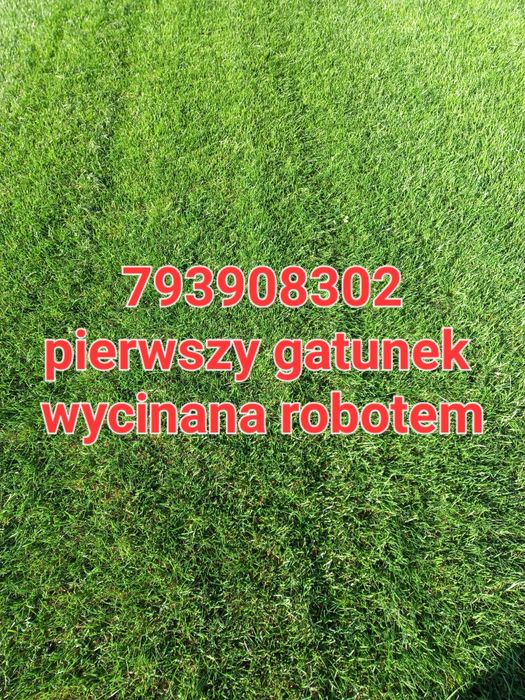 Trawa z rolki transport 1 gatunek!