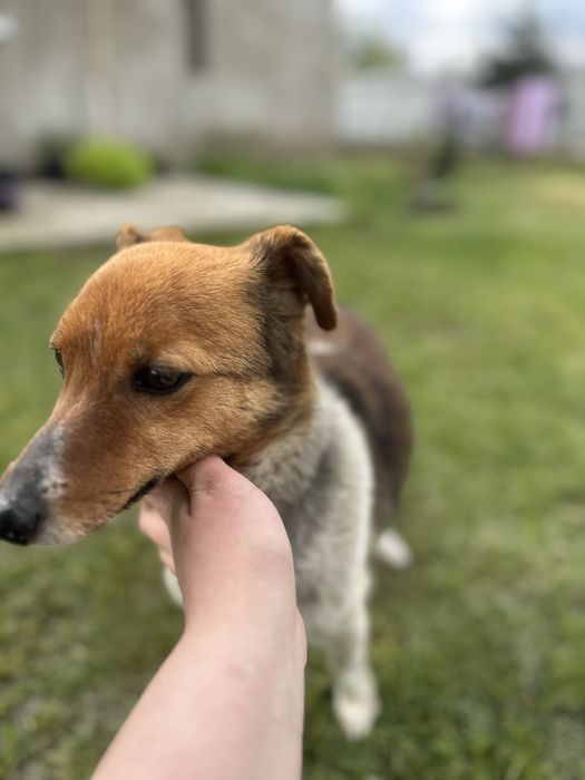 Віддам у добрі руки собаку