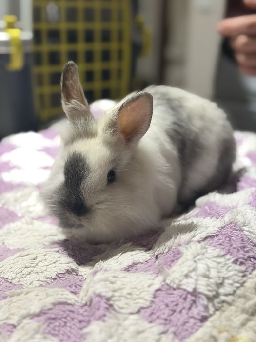 Coelhos Anões Para Venda