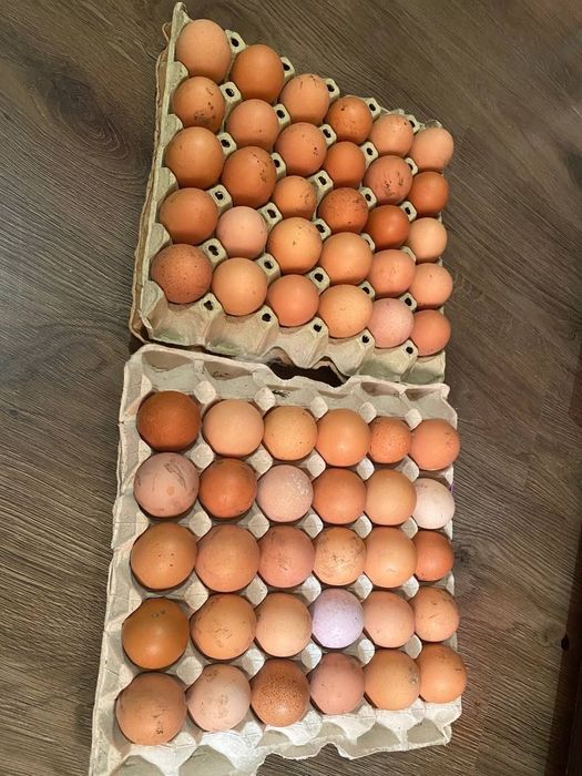 СМАЧНІ ДОМАШНІ курячі яйця