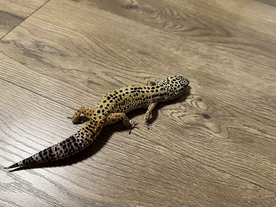 Gekon lamparci zwykly 3 lata