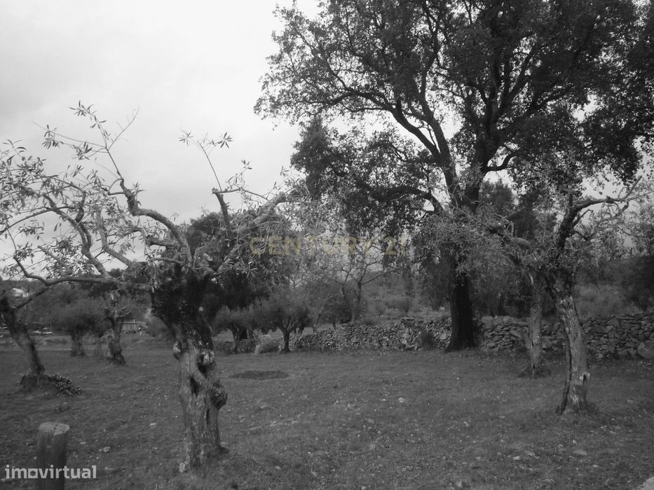 Olive Grove for Sale in Porto da Boga, Portalegre