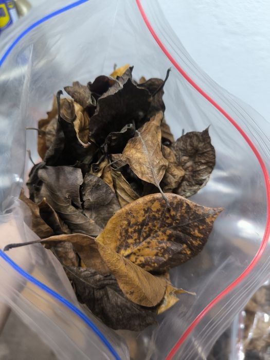 Liście suszone worki 3,6L akwarium terrarium paludarium wystrój