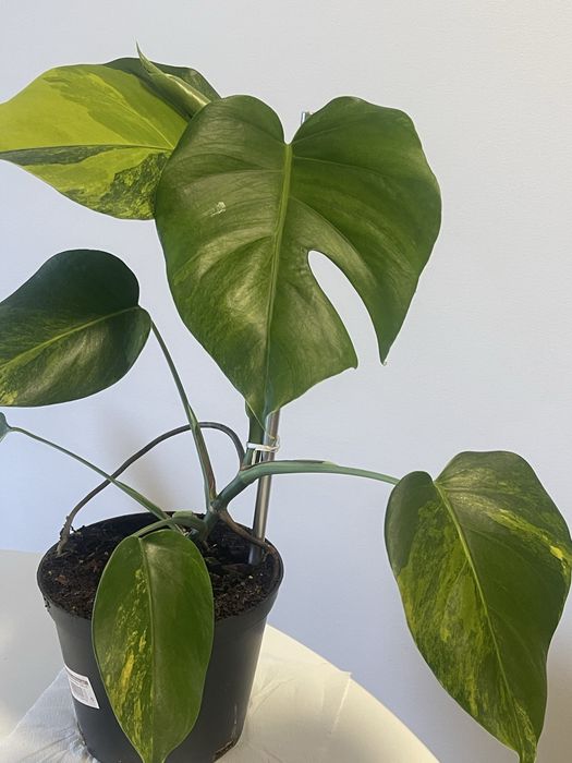 Planta Monstera. Aurea variagata