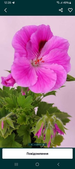 Королівська пеларгонія. Пеларгонія Розалінда.