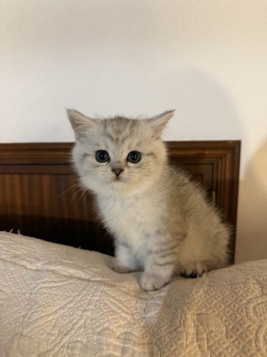 Scottish straight silver chinchilla
