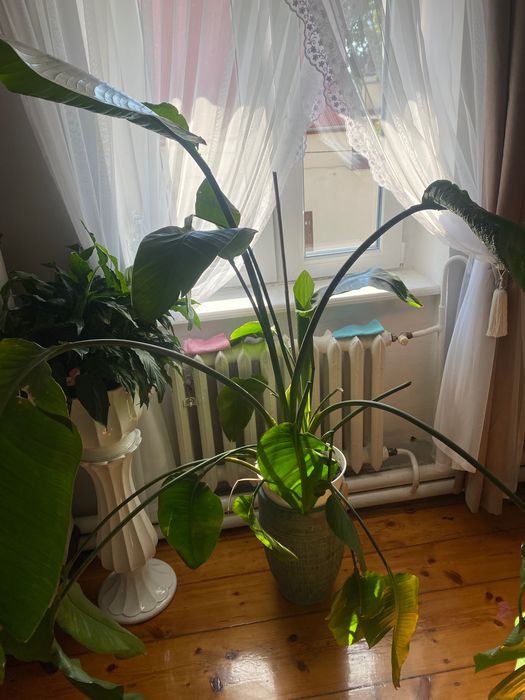 Żywy kwiat strelicja