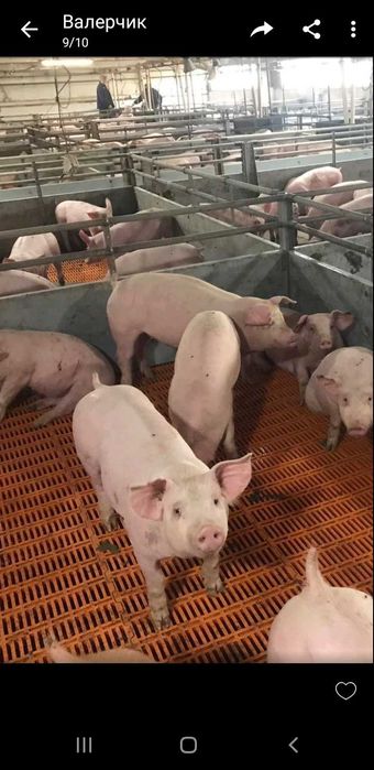 Продам поросята мясник