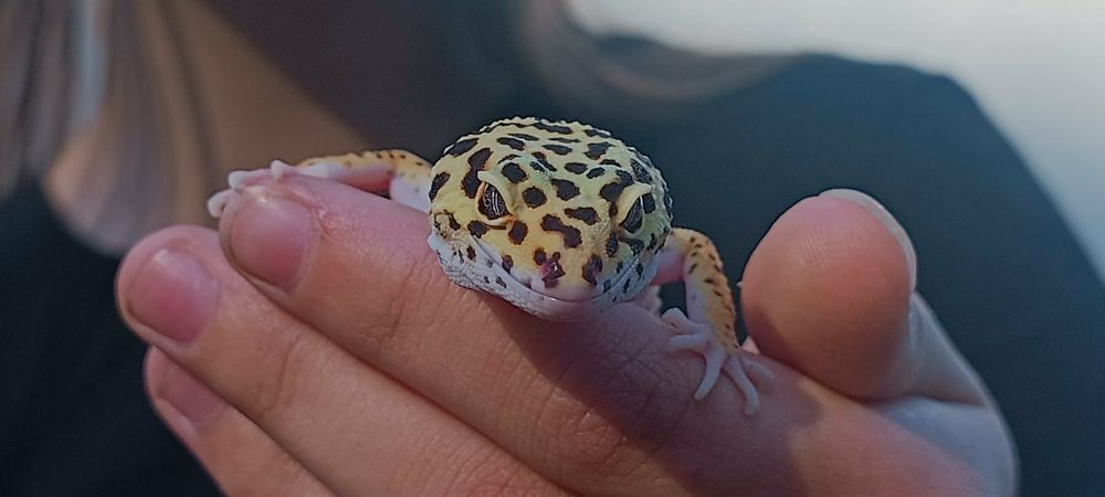 Gekon Lamparci Eublefar