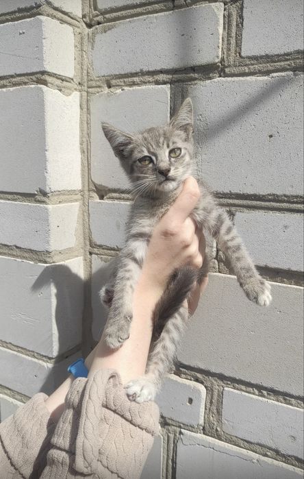 Руденьке сонечко та сірий тигрик шукають дім! Кошенята (4 міс.) у добрі руки