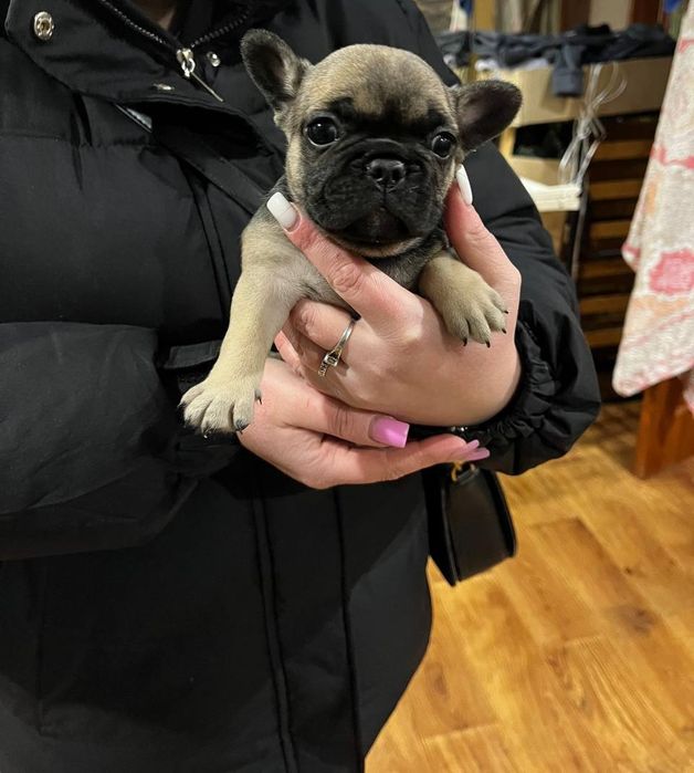 Французский бульдог