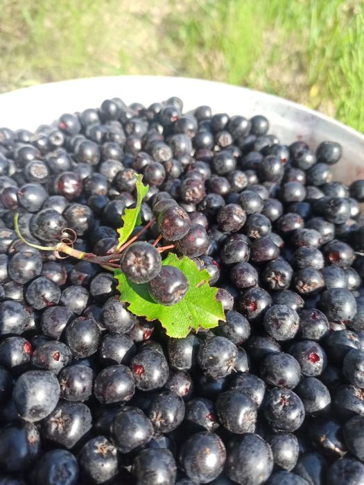 Naturalna Aronia. Ręczny zbiór. Wysyłka.