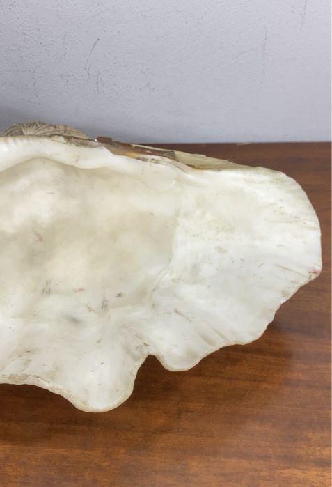 Concha  gigante (Tridacna gigas).