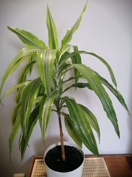 Драцена лимон лайм