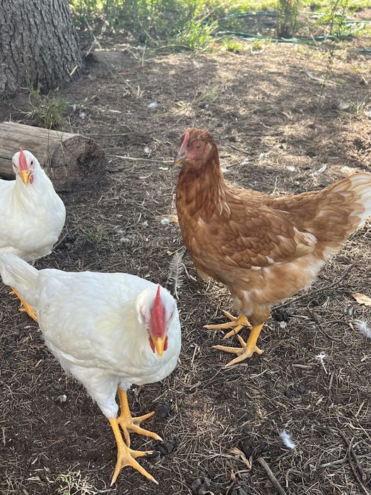 Trio Leghorn White Poedeiras ovos brancos