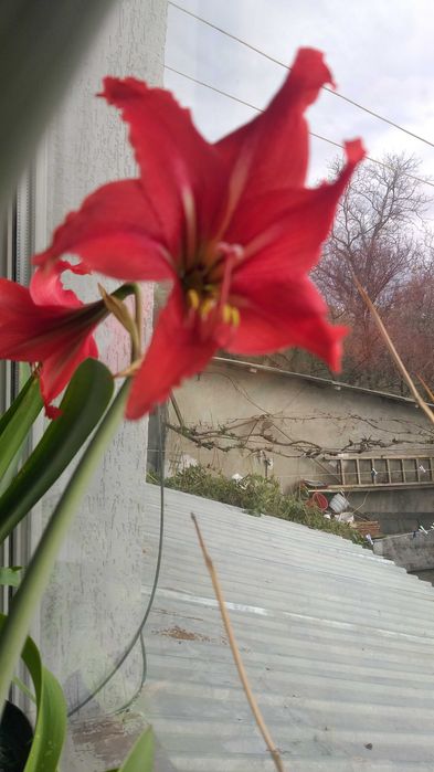 Валлота, клівія, зеферантес, амарилліс, гібіскус Чернівці