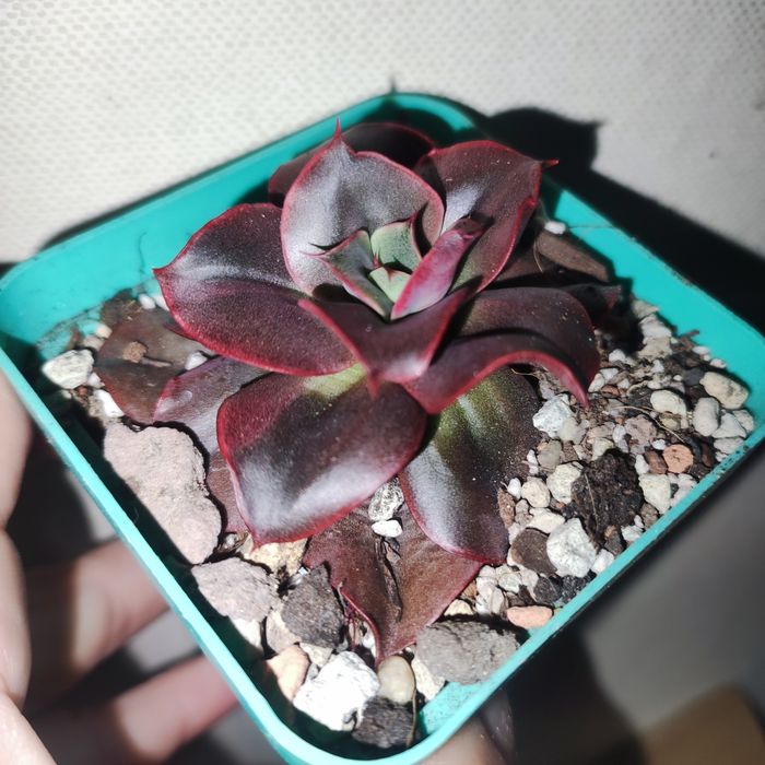 Продаж crassula різні