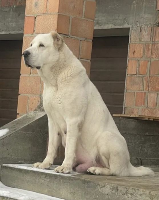 Owczarki Środkowoazjatyckie