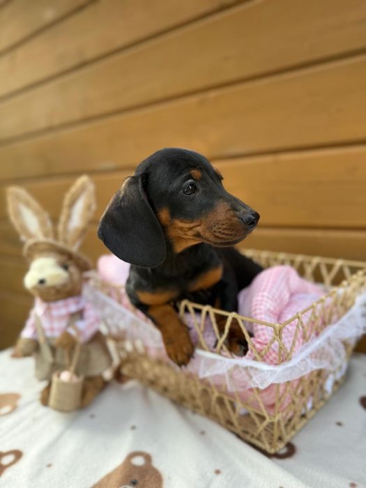 Cudowny piesek jamnik miniaturowy czarny podpalany rodowód  i wyprawka