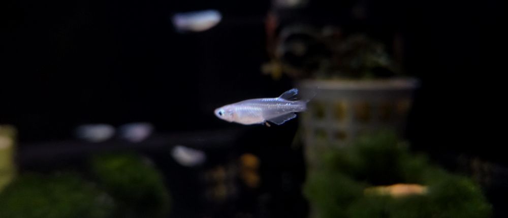 Ryżanka japońska platinium white