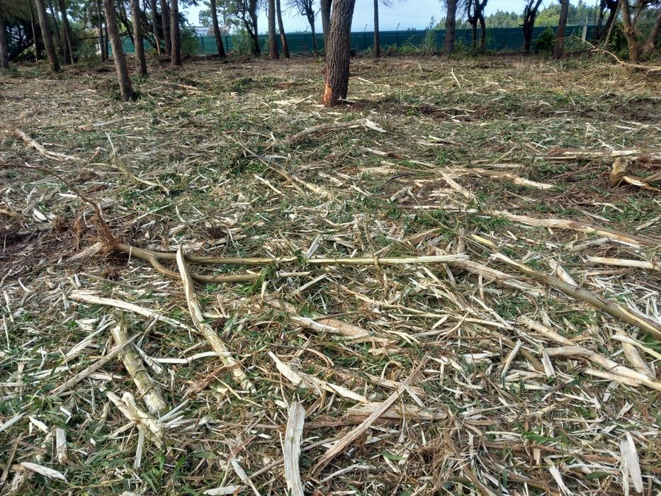 Limpeza de Terrenos