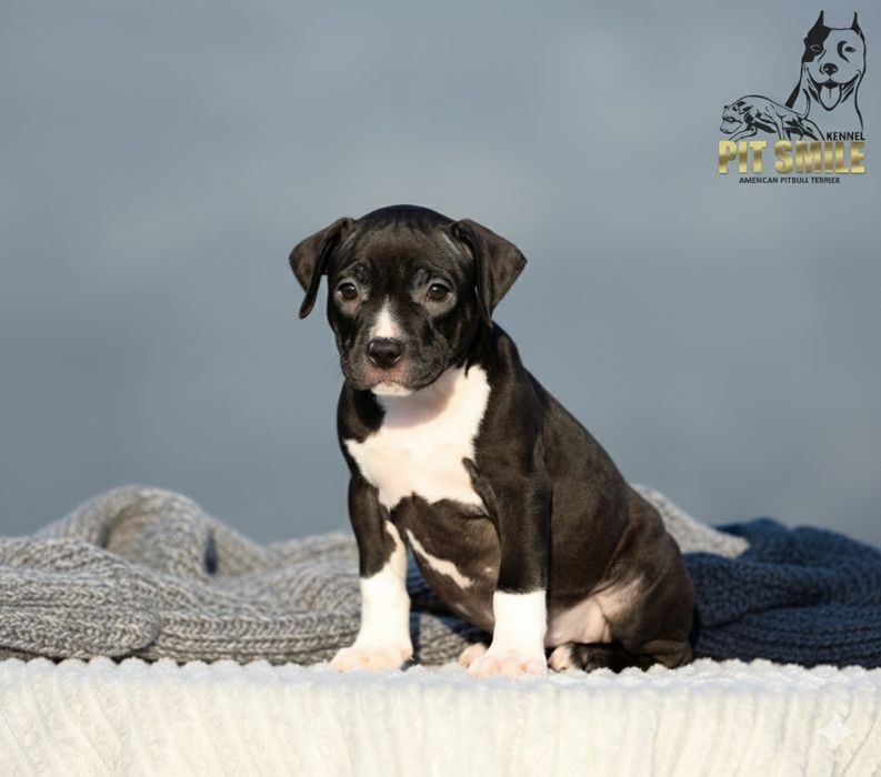 Ніжна красуня Американського Пітбультер'єра.Пітбулі