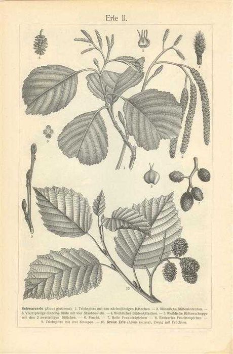 Drzewo II  oryginalna XIX w. grafika